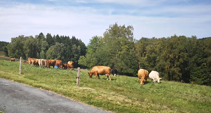 Wohnmobil-Stellplatz umgeben von Wiesen und Weideflächen